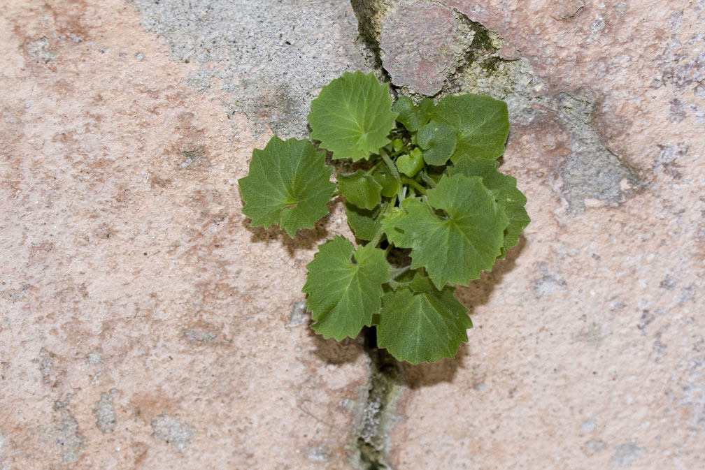 Campanula isophylla / Campanula di Capo Noli